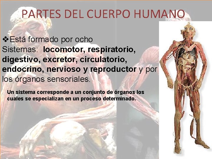PARTES DEL CUERPO HUMANO v. Está formado por ocho Sistemas: locomotor, respiratorio, digestivo, excretor,