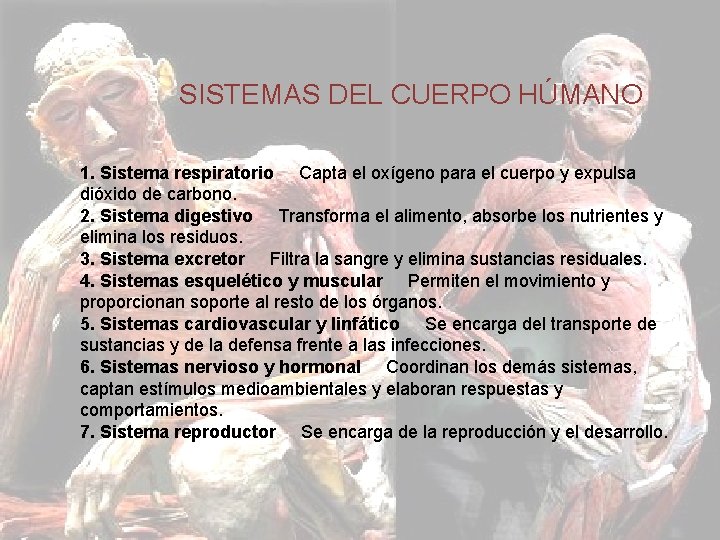 SISTEMA DEL CUERPO HUMANO SISTEMAS DEL CUERPO HÚMANO cuerpo y expulsa dióxido de carbono.