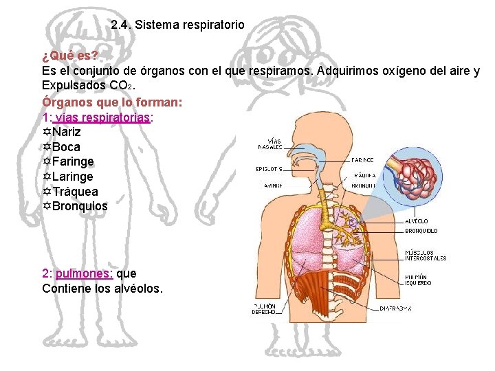 2. 4. Sistema respiratorio ¿Qué es? Es el conjunto de órganos con el que