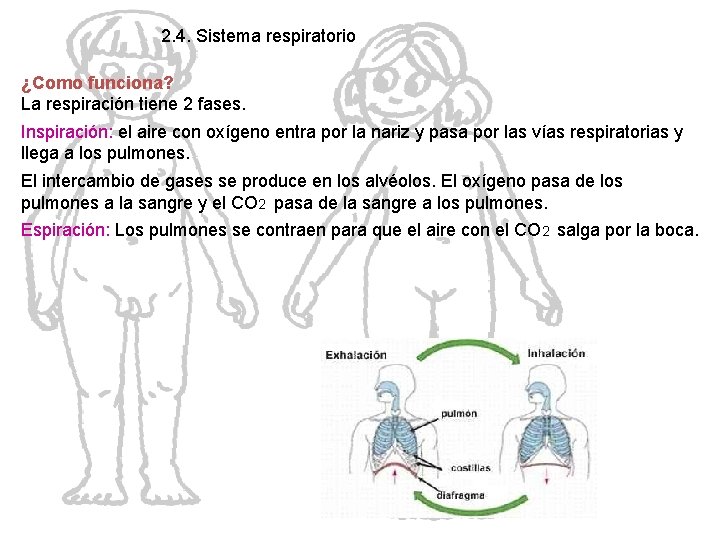2. 4. Sistema respiratorio ¿Como funciona? La respiración tiene 2 fases. Inspiración: el aire