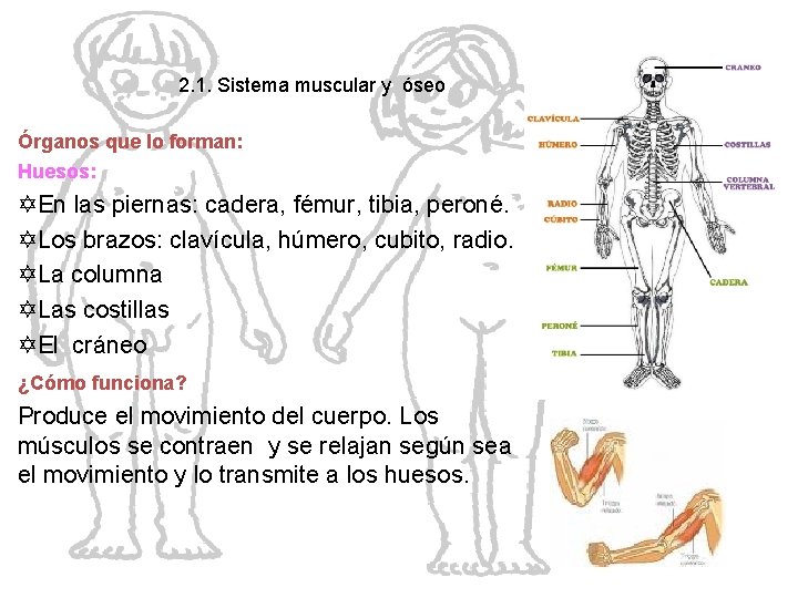 2. 1. Sistema muscular y óseo Órganos que lo forman: El cuerpo humano YEn