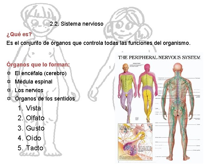 2. 2. Sistema nervioso ¿Qué es? El cuerpo humano Es el conjunto de órganos
