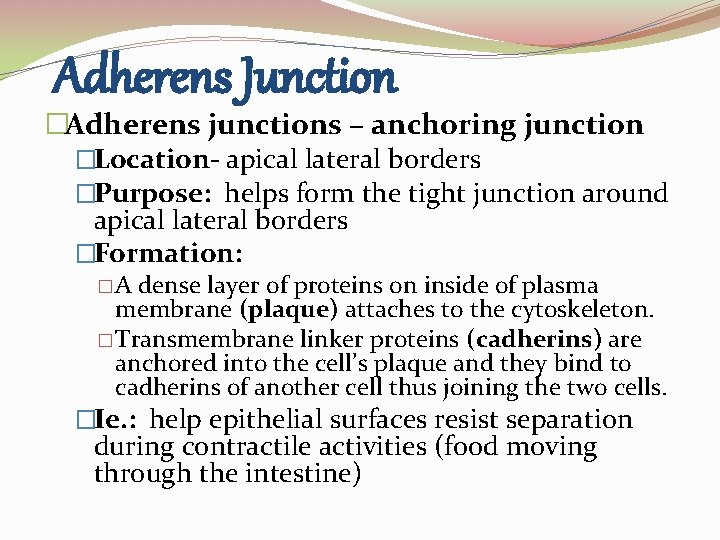 Adherens Junction �Adherens junctions – anchoring junction �Location- apical lateral borders �Purpose: helps form Adherens Junction �Adherens junctions – anchoring junction �Location- apical lateral borders �Purpose: helps form