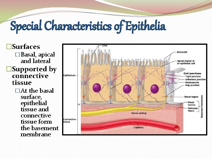 Special Characteristics of Epithelia �Surfaces �Basal, apical and lateral �Supported by connective tissue �At Special Characteristics of Epithelia �Surfaces �Basal, apical and lateral �Supported by connective tissue �At