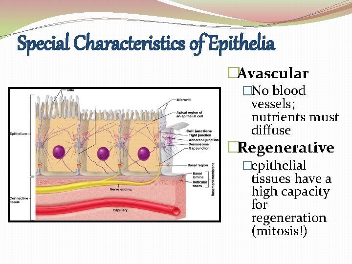 Special Characteristics of Epithelia �Avascular �No blood vessels; nutrients must diffuse �Regenerative �epithelial tissues Special Characteristics of Epithelia �Avascular �No blood vessels; nutrients must diffuse �Regenerative �epithelial tissues