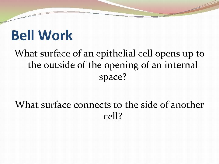 Bell Work What surface of an epithelial cell opens up to the outside of Bell Work What surface of an epithelial cell opens up to the outside of