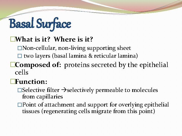 Basal Surface �What is it? Where is it? �Non-cellular, non-living supporting sheet � two Basal Surface �What is it? Where is it? �Non-cellular, non-living supporting sheet � two