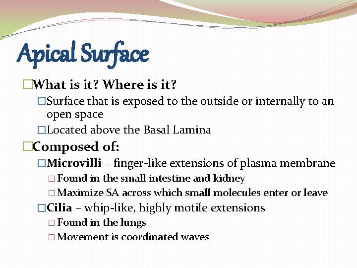 Apical Surface �What is it? Where is it? �Surface that is exposed to the Apical Surface �What is it? Where is it? �Surface that is exposed to the