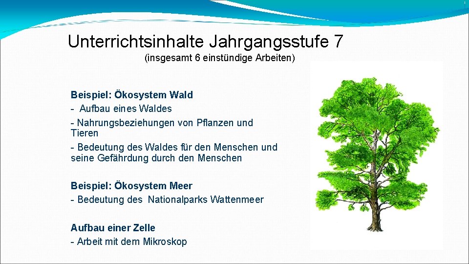 Unterrichtsinhalte Jahrgangsstufe 7 (insgesamt 6 einstündige Arbeiten) Beispiel: Ökosystem Wald - Aufbau eines Waldes