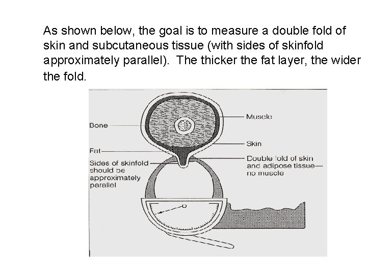 As shown below, the goal is to measure a double fold of skin and As shown below, the goal is to measure a double fold of skin and