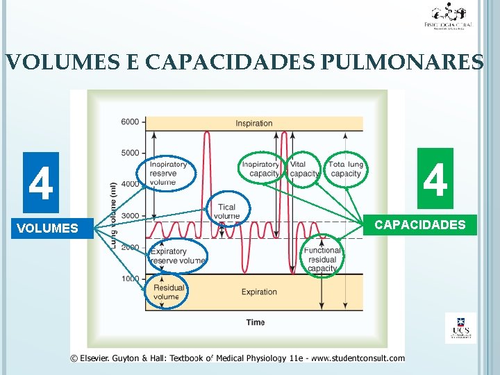 VOLUMES E CAPACIDADES PULMONARES 4 VOLUMES 4 CAPACIDADES 