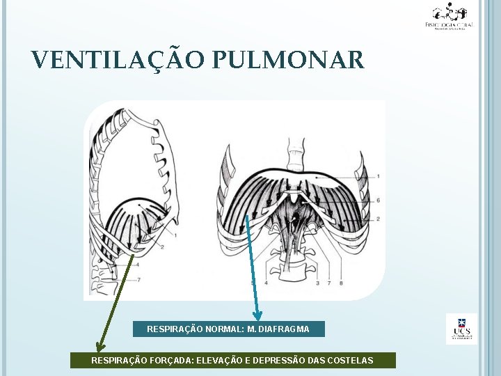 VENTILAÇÃO PULMONAR RESPIRAÇÃO NORMAL: M. DIAFRAGMA RESPIRAÇÃO FORÇADA: ELEVAÇÃO E DEPRESSÃO DAS COSTELAS 