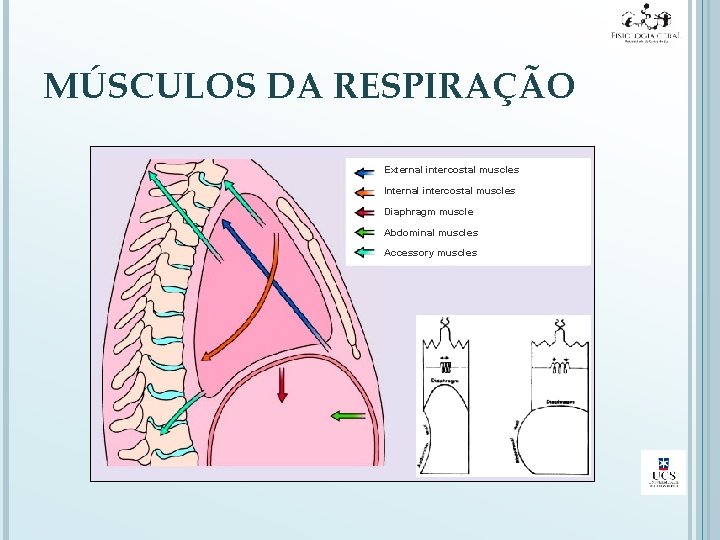 MÚSCULOS DA RESPIRAÇÃO External intercostal muscles Internal intercostal muscles Diaphragm muscle Abdominal muscles Accessory
