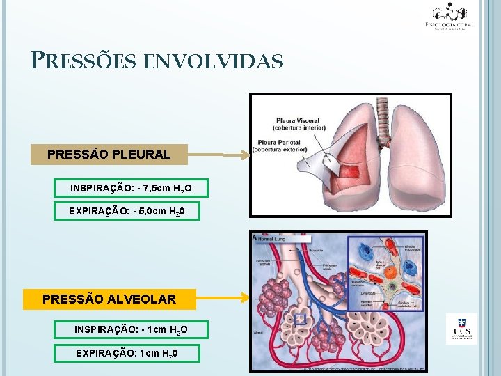 PRESSÕES ENVOLVIDAS PRESSÃO PLEURAL INSPIRAÇÃO: - 7, 5 cm H 2 O EXPIRAÇÃO: -