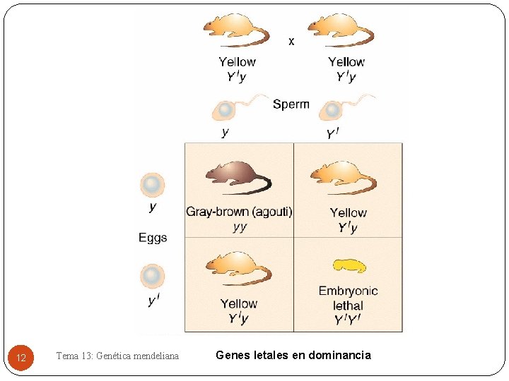 12 Tema 13: Genética mendeliana Genes letales en dominancia 
