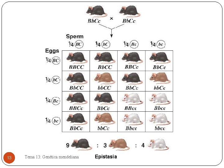 13 Tema 13: Genética mendeliana Epistasia 