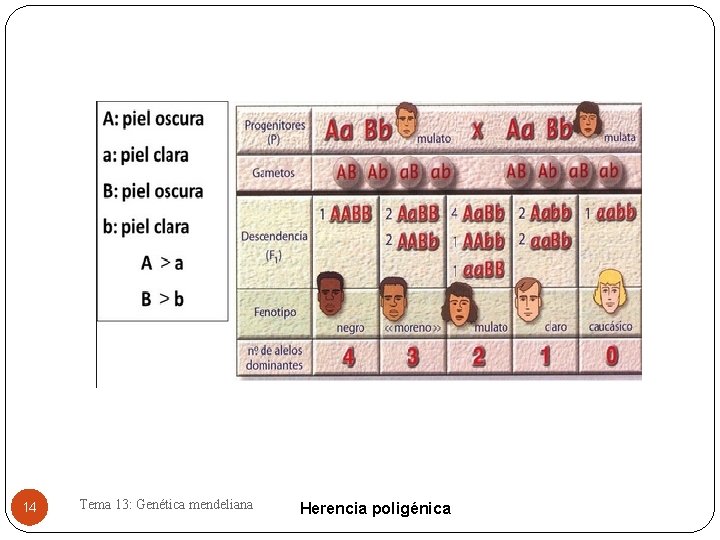 14 Tema 13: Genética mendeliana Herencia poligénica 