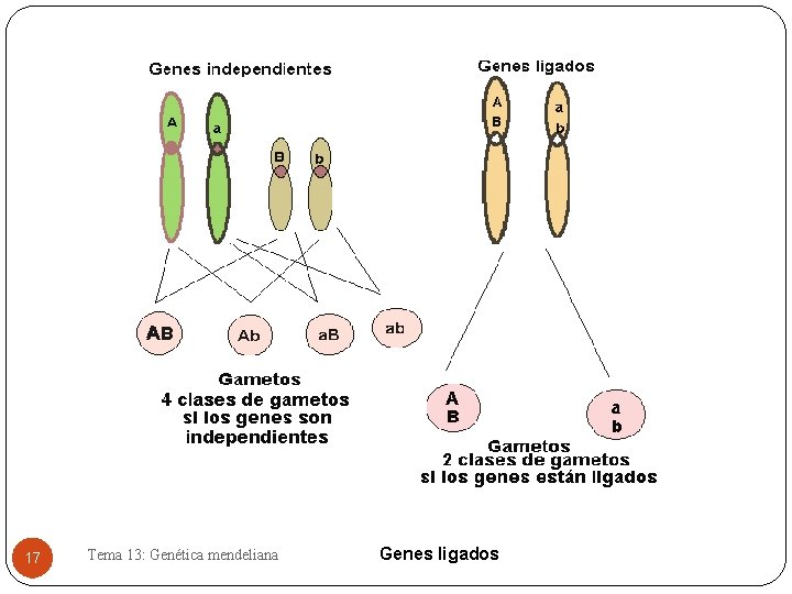 17 Tema 13: Genética mendeliana Genes ligados 