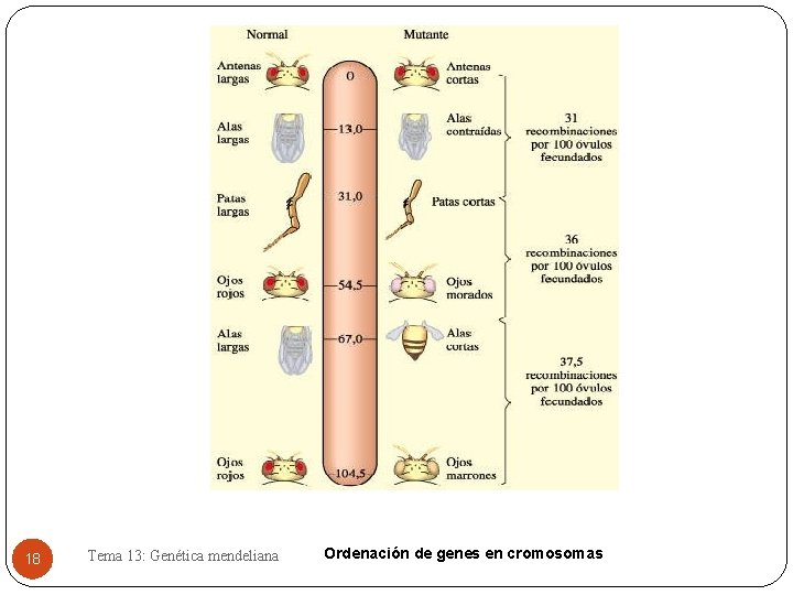 18 Tema 13: Genética mendeliana Ordenación de genes en cromosomas 