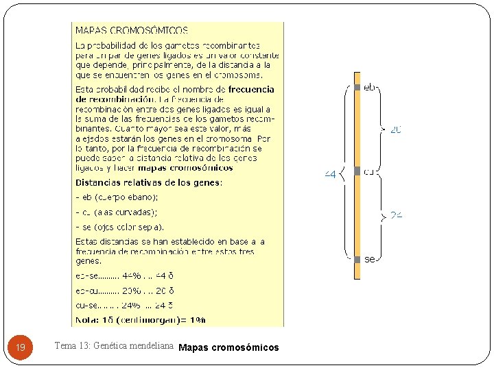 19 Tema 13: Genética mendeliana Mapas cromosómicos 