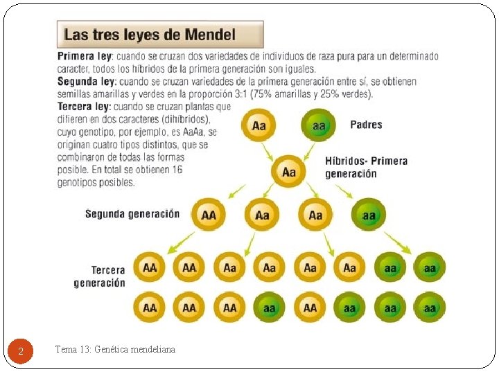 2 Tema 13: Genética mendeliana 