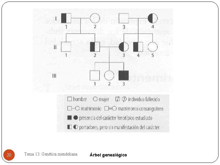 20 Tema 13: Genética mendeliana Árbol genealógico 