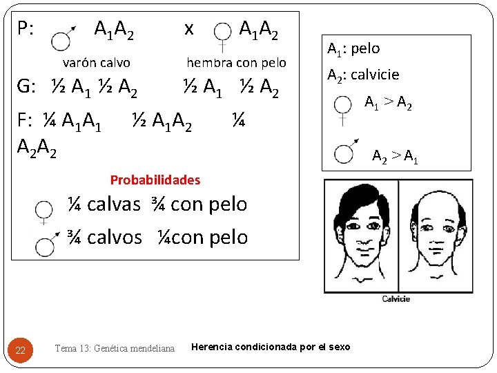 P: A 1 A 2 varón calvo A 1 A 2 hembra con pelo