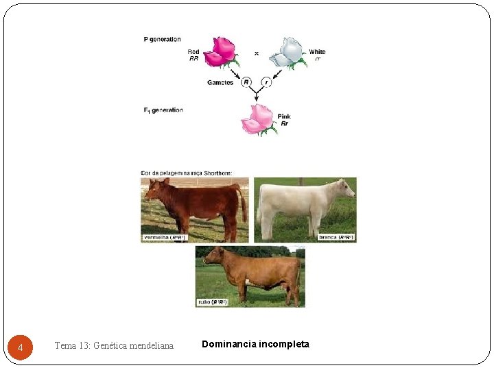 4 Tema 13: Genética mendeliana Dominancia incompleta 