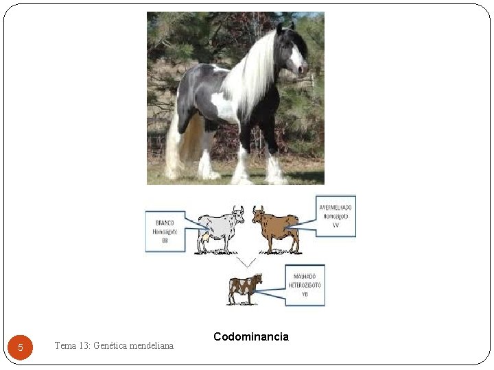 5 Tema 13: Genética mendeliana Codominancia 