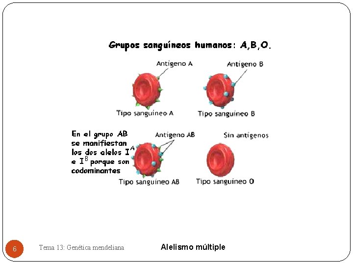 6 Tema 13: Genética mendeliana Alelismo múltiple 