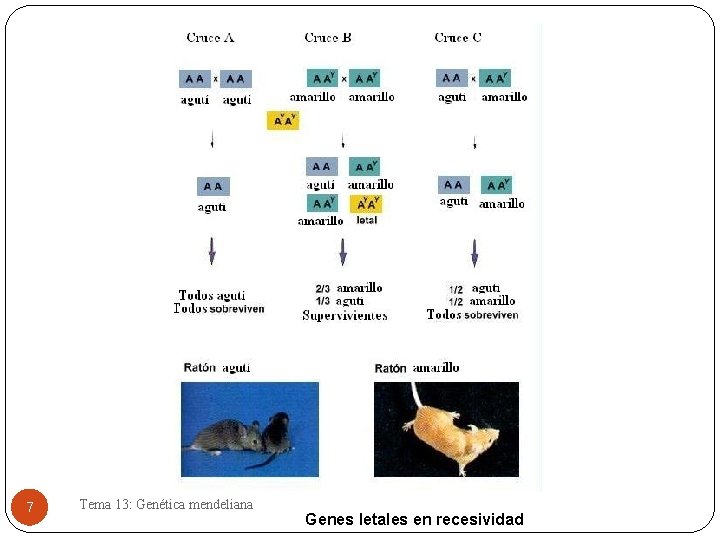 7 Tema 13: Genética mendeliana Genes letales en recesividad 