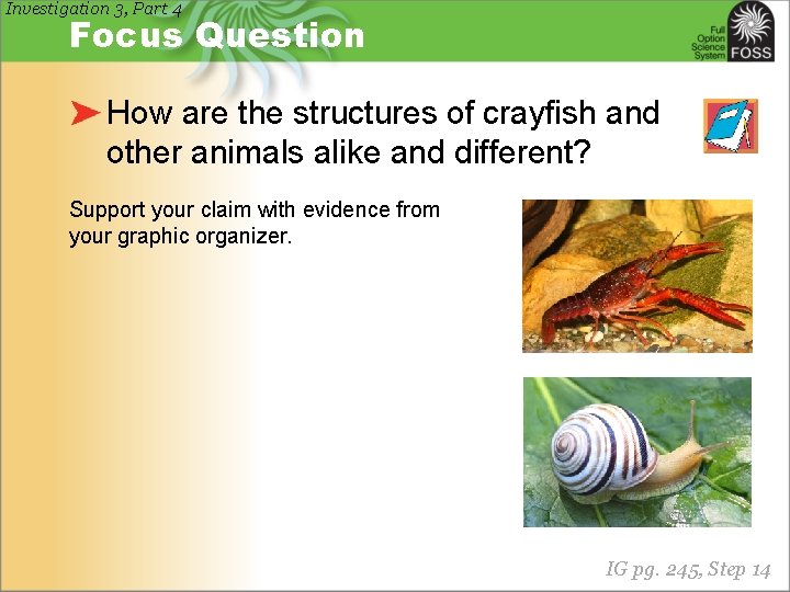 Investigation 3, Part 4 Focus Question How are the structures of crayfish and other