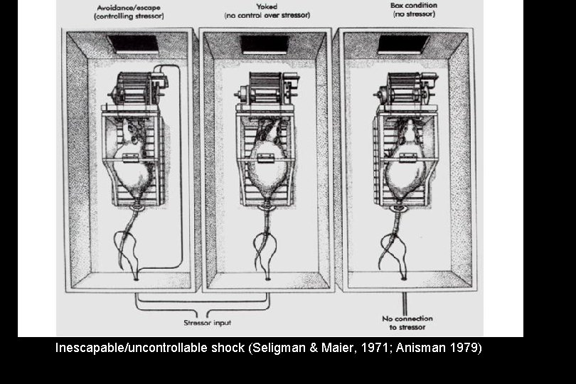 Inescapable/uncontrollable shock (Seligman & Maier, 1971; Anisman 1979) 