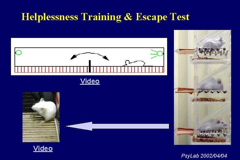 Helplessness Training & Escape Test Video Psy. Lab 2002/04/04 