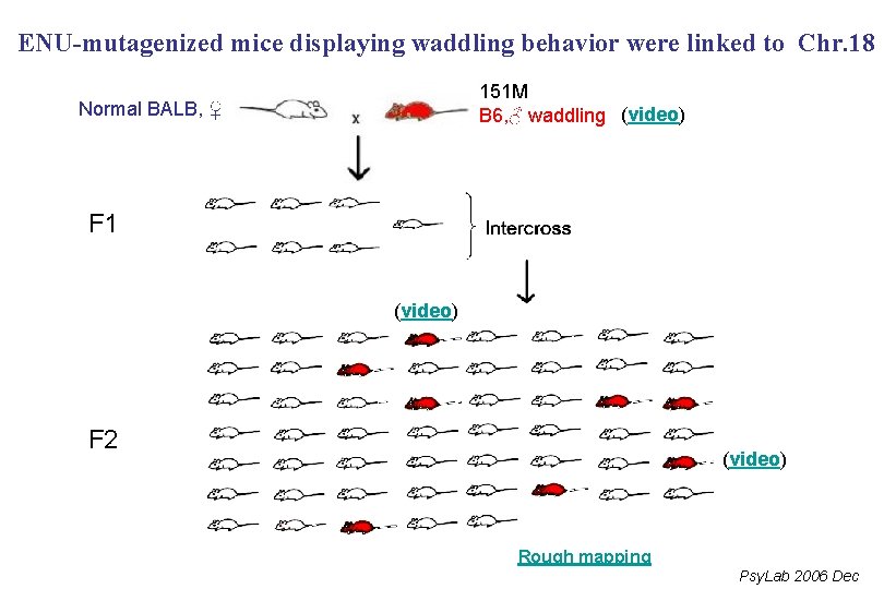 ENU-mutagenized mice displaying waddling behavior were linked to Chr. 18 151 M B 6,