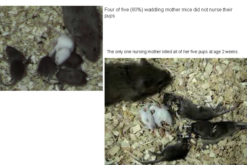 Four of five (80%) waddling mother mice did not nurse their pups The only