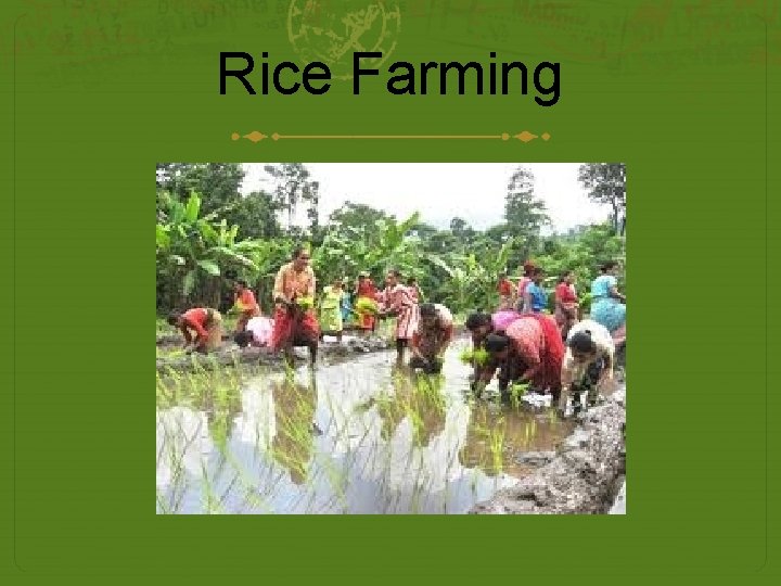 Rice Farming 