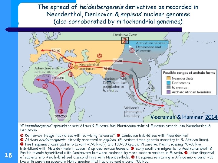 The spread of heidelbergensis derivatives as recorded in Neanderthal, Denisovan & sapiens’ nuclear genomes