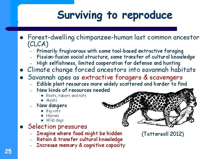 Surviving to reproduce Forest-dwelling chimpanzee-human last common ancestor (CLCA) – – – Primarily frugivorous