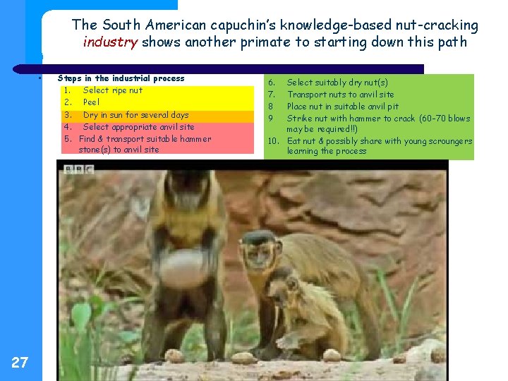 The South American capuchin’s knowledge-based nut-cracking industry shows another primate to starting down this