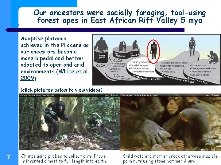 Our ancestors were socially foraging, tool-using forest apes in East African Rift Valley 5