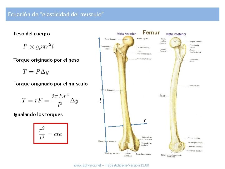 Ecuación de “elasticidad del musculo” Peso del cuerpo Torque originado por el peso Torque