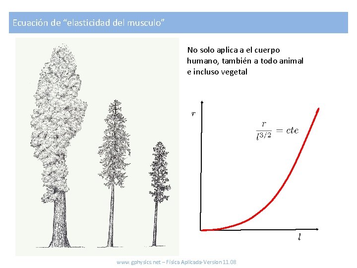 Ecuación de “elasticidad del musculo” No solo aplica a el cuerpo humano, también a