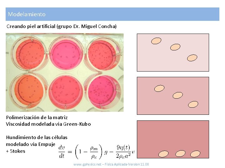 Modelamiento Creando piel artificial (grupo Dr. Miguel Concha) Polimerización de la matriz Viscosidad modelada