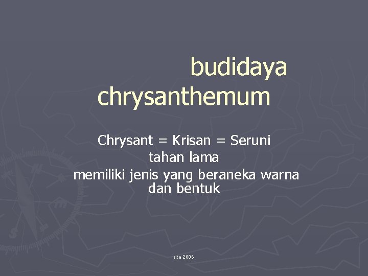 budidaya chrysanthemum Chrysant = Krisan = Seruni tahan lama memiliki jenis yang beraneka warna