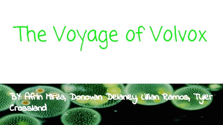 The Voyage of Volvox BY: Afrin MIrza, Donovan Delaney, Lillian Ramos, Tyler Crossland 