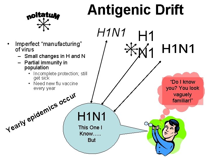 Antigenic Drift H 1 N 1 • Imperfect “manufacturing” of virus – Small changes