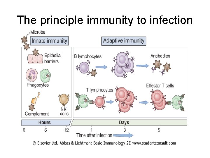 The principle immunity to infection 