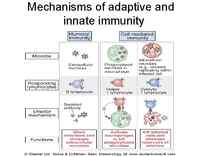 Mechanisms of adaptive and innate immunity 