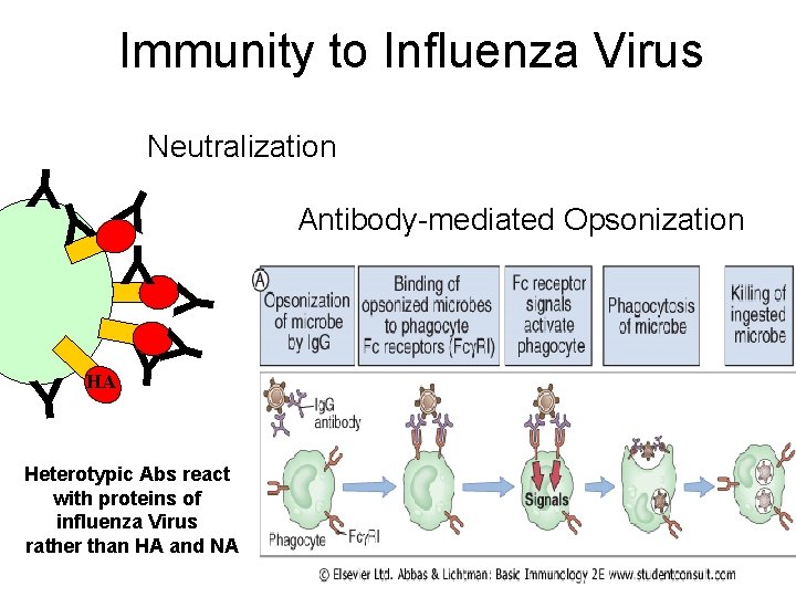 Immunity to Influenza Virus Neutralization YY Y Y HA Y Heterotypic Abs react with